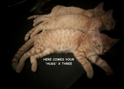 LOL Cat: Here comes your "Hugs" X three
