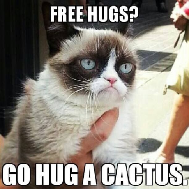 LOL cat: Free hugs? Go hug a cactus! 