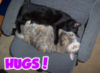 LOL Cat: Hugs!
