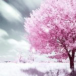 Pink tree in winter