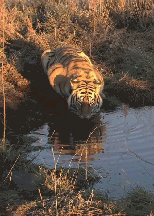 Tiger drink of the river