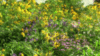 Flowers field 