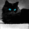 Black Cat Blue eyes