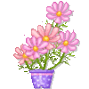 Pink Flowers