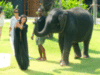 Kim Kardashian Attacked By A Baby Elephant