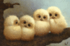 Cute Little Owles