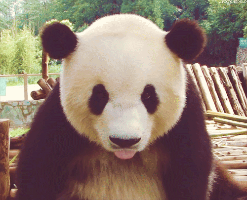LOL Panda Bear