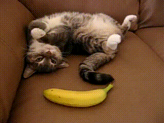 LOL Cat: Banana