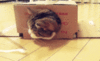 LOL Cat: in the box