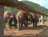 Elephants play