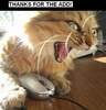 Thanks For The Add! Funny Cat
