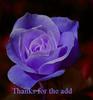 Thanks For The Add  Blue Rose