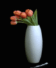 Tulips in the white vase