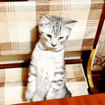 LOL Cat: seat on the chair