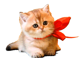 Cute Litle Kitten with red bow