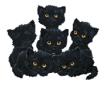 Cute Litle Black Kittens