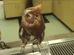 Funny Owl