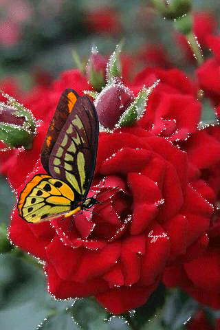 Butterfly & Red Flowers