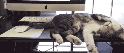 LOL Cat: i'm tired-too much work