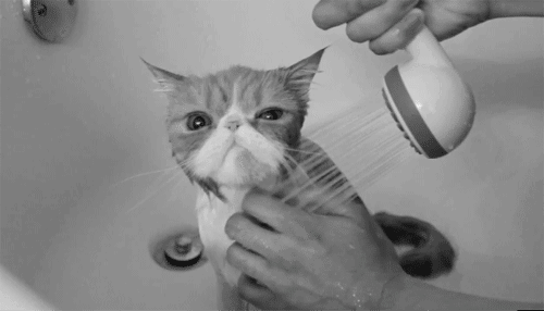 LOL Cat: in a shower