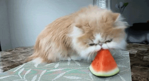 LOL Cat: eats watermellon