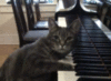 LOL Cat: piano player