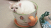 LOL Cat: in the cup