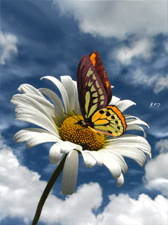 White Flower and Butterfly