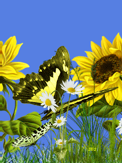 Summer Flowers and Butterfly