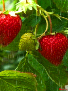 Strawberry in the rain