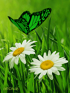 White Flowers and Butterfly