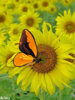 Yellow Flowers and Butterfly