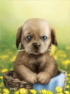 Cute Puppy with Flower