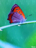Butterfly in the rain