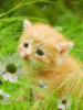 Cute Litle Kitten on the grass