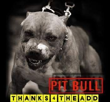 Pit Bull Thanks 4 The Add
