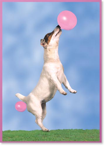 Happy Birthday Dog Pictures. Happy Birthday dog with pink
