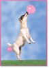 Happy Birthday dog with pink balloons