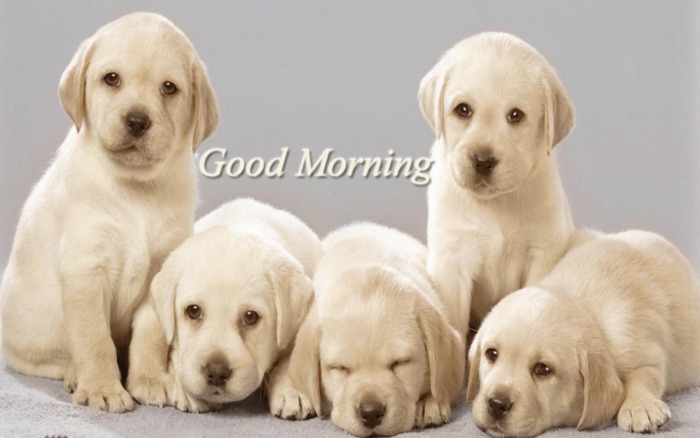 Good Morning -- Cute Puppies