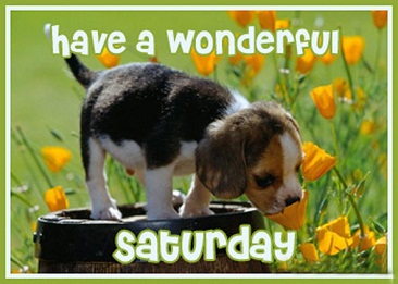 Have a Wonderful Saturday