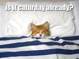 Is it caturday already? :)