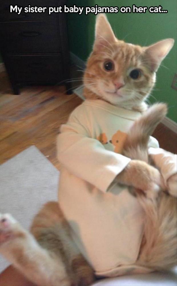 LOL Cat wears pajamas