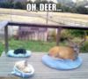 Funny Animals: Oh, deer...