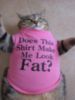 LOL Cat: Does this shirt make me look fat?