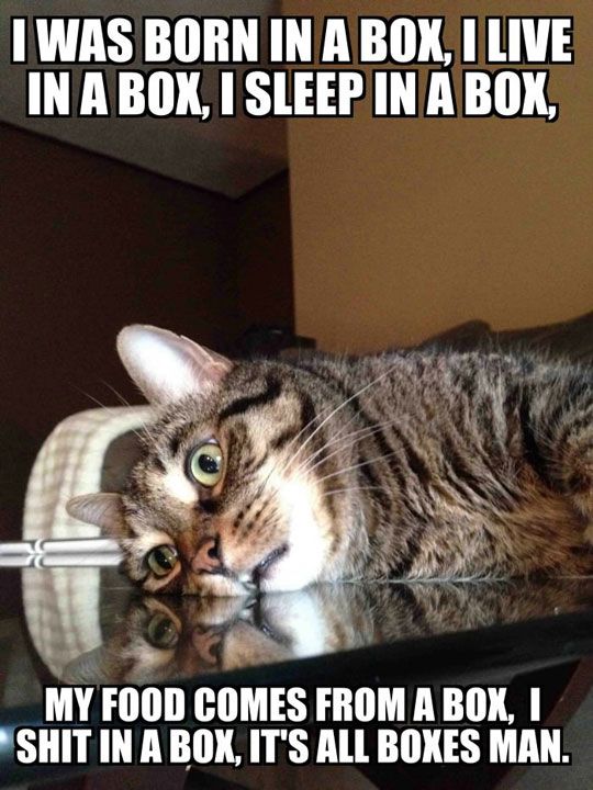 LOL Cat: it's all boxes man