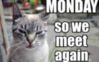 Monday so we meet again -- LOL cat