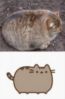 LOL Cat: It exists!