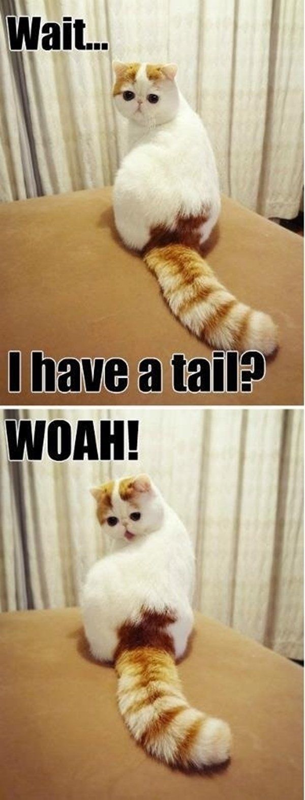 LOL Cat: I have a tail...