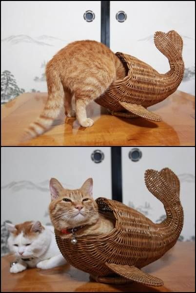 LOL Cat: fish tale