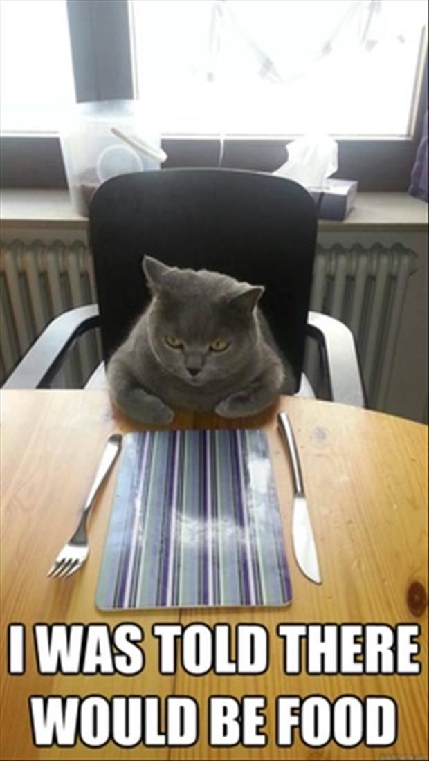 LOL Cat: I was told there would be food